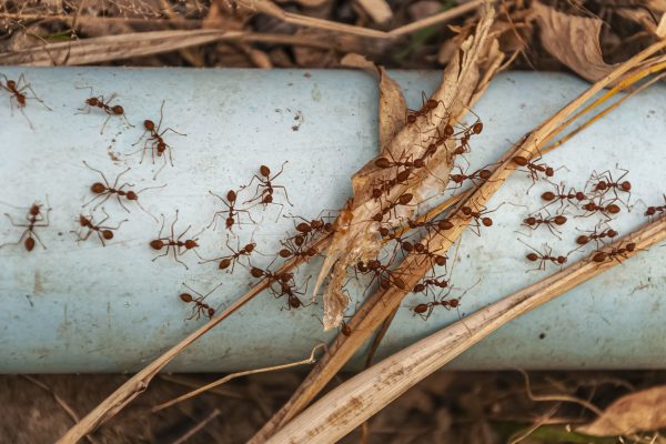Consejos básicos para evitar plagas de hormigas en casa.